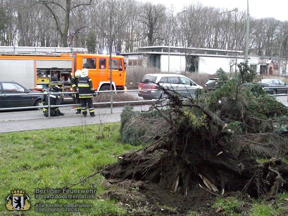 Umgestürzter Baum