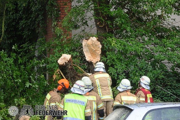 Umgestürzter Baum