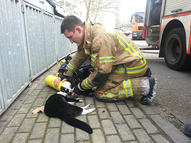 Katze mit Rauchvergiftung wird betreut