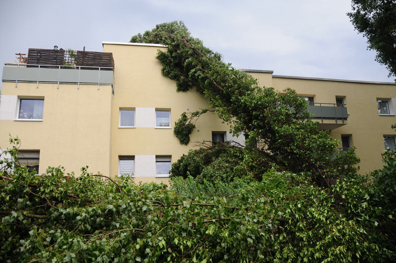 Baum stürzt auf ein Haus