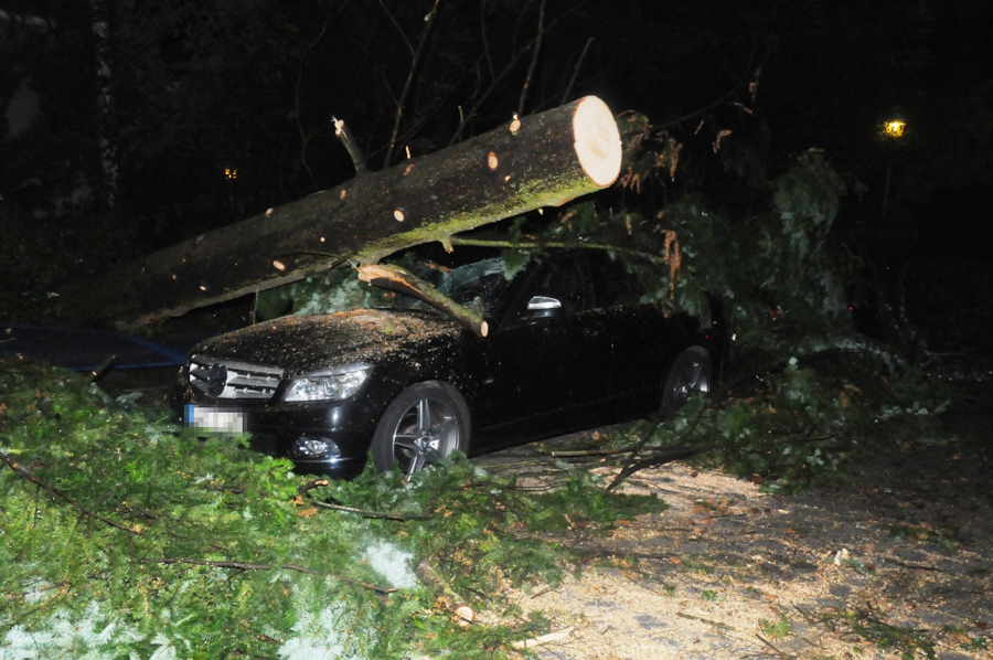 Baum auf Auto