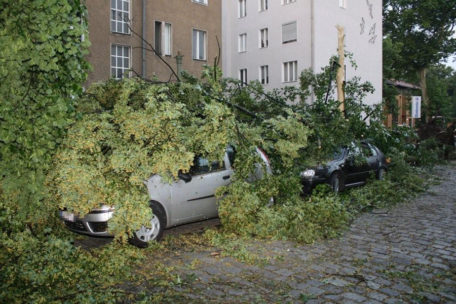 Baum auf Auto