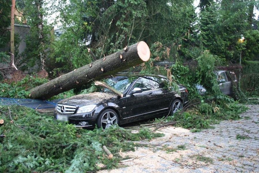 Baum auf Auto