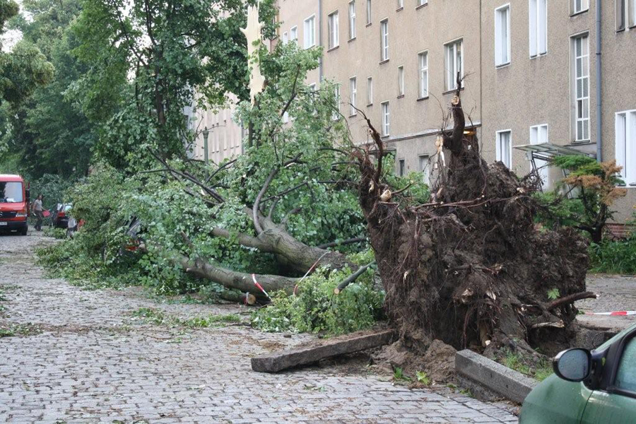 Entwurzelter Baum