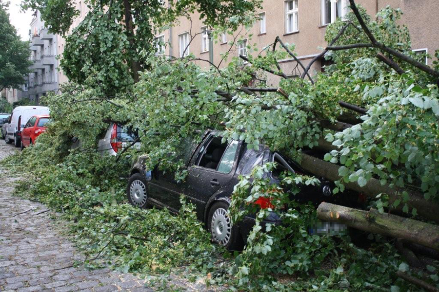 Baum auf Auto