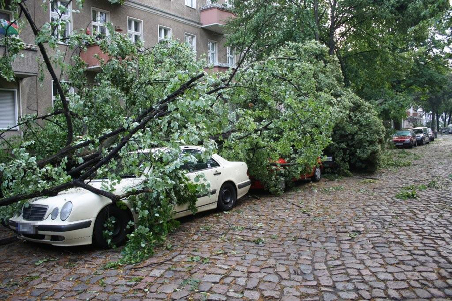 Baum auf Auto