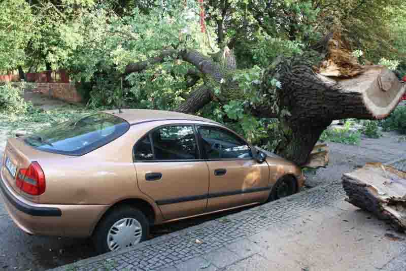 Fahrzeug unter Baum