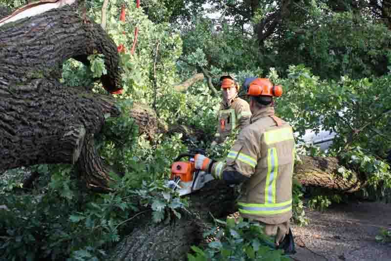 Einsatzkräfte am Baum