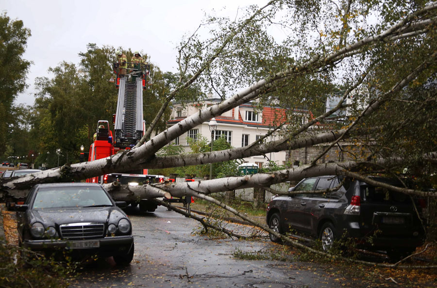 Baum auf Autos