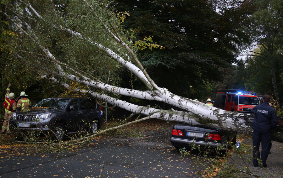 Baum auf Autos