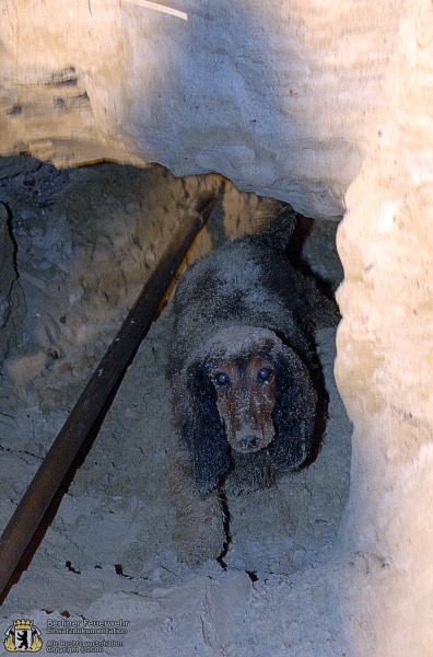 Hund kommt langsam aus der Höhle