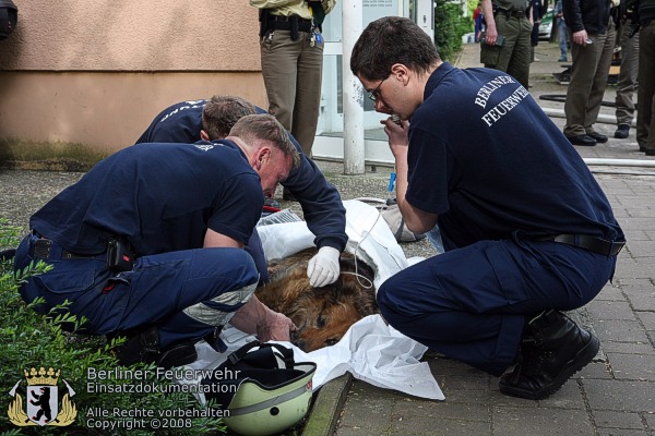 Rettungsmaßnahmen am Hund