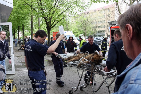 Hund auf der Krankentrage