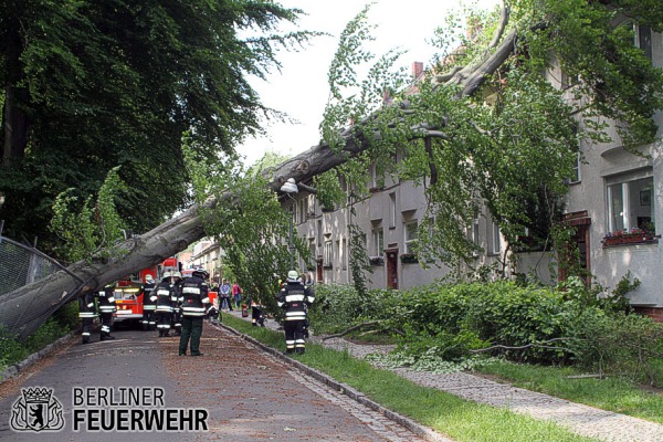 Umgestürzter Baum