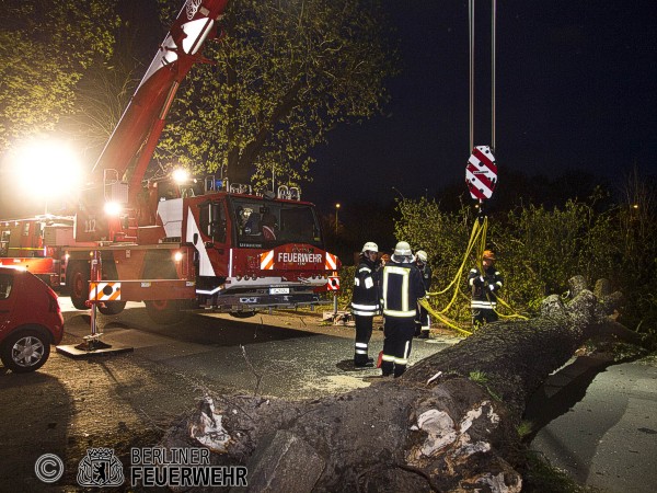 Baum wird geborgen