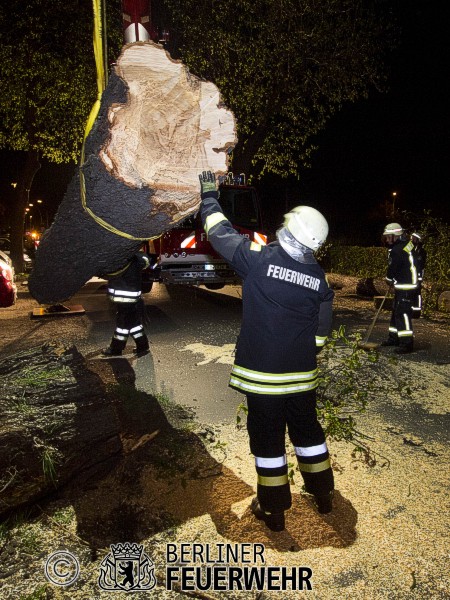 Baum wird geborgen
