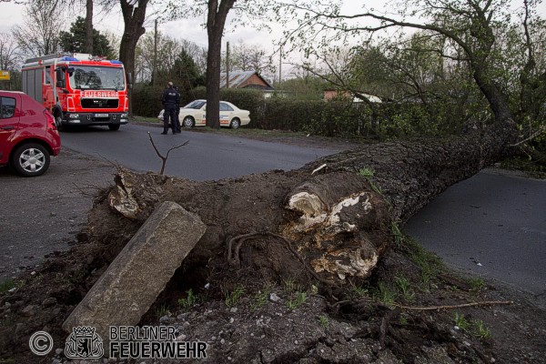 Umgestürzter Baum