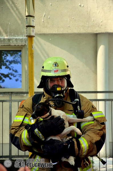 Hund in Sicherheit gebracht