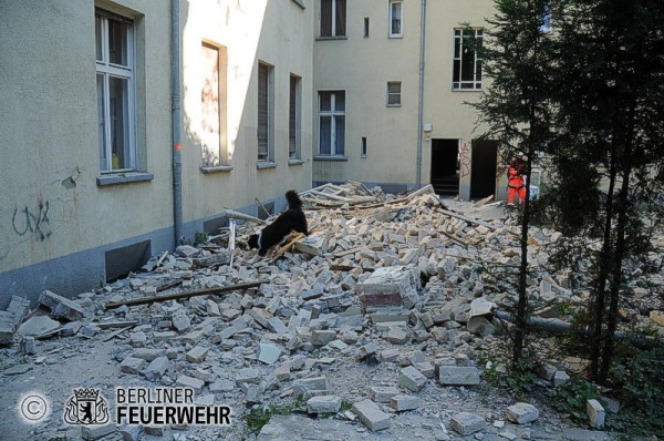 Rettungshund des DRK