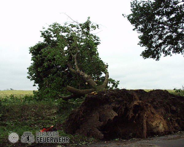 Sägearbeiten nach Unwetter