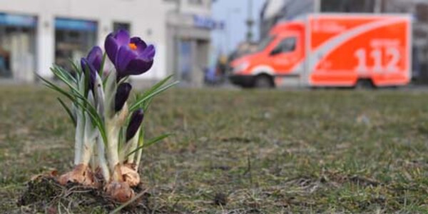 Krokus auf Wiese mit Rettungswagen im Hintergrund