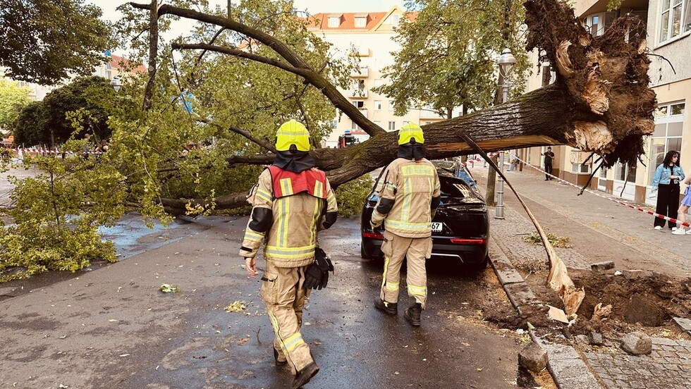Umgestürzter Baum in Wilmersdorf