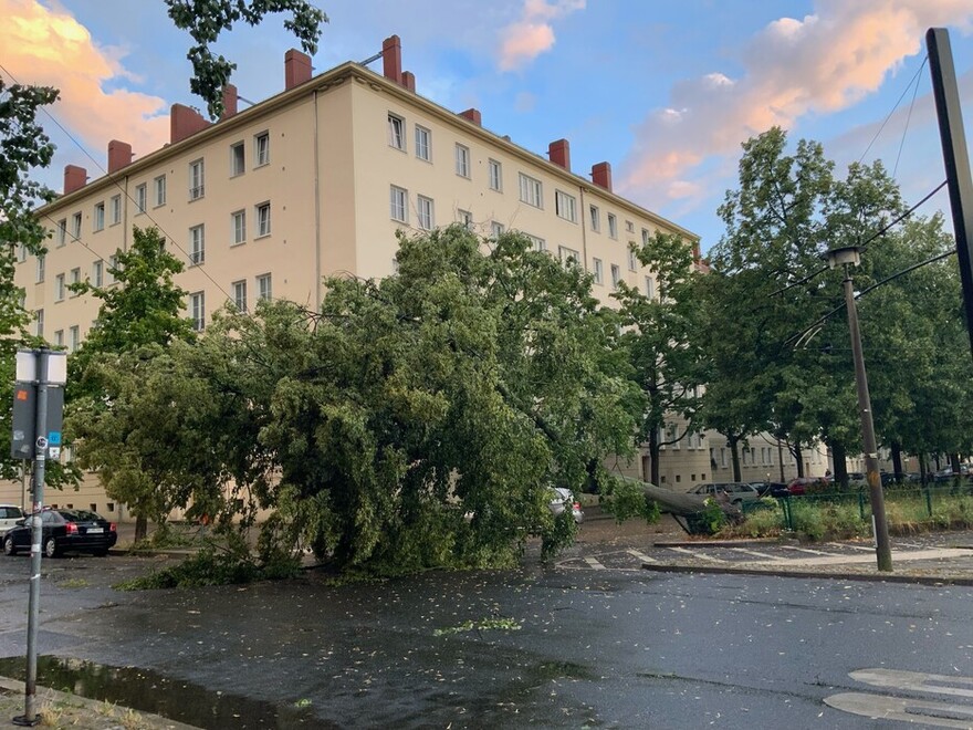 umgestürzter Baum drückt den Fahrdraht einer Tramlinie zu Boden