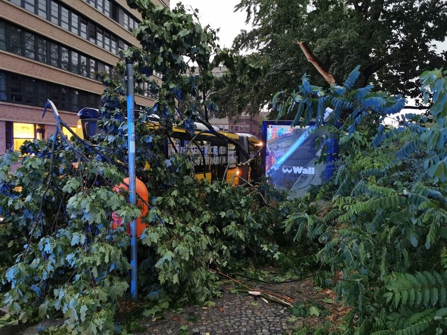 umgestürzter Baum auf eine Bushaltestelle