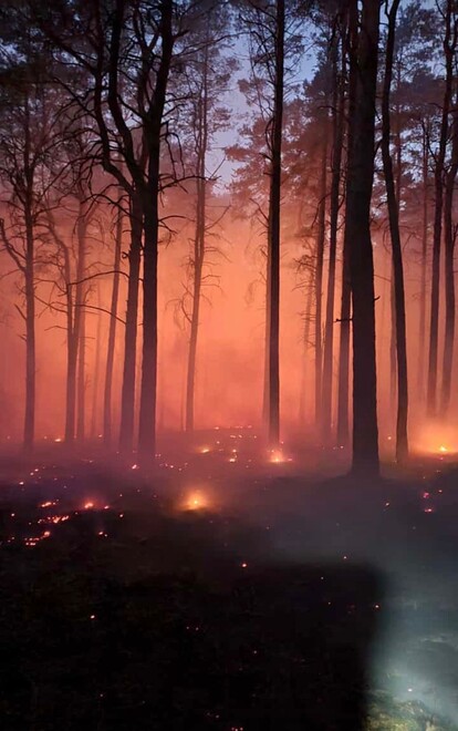 Brand von Wald und Unterholz
