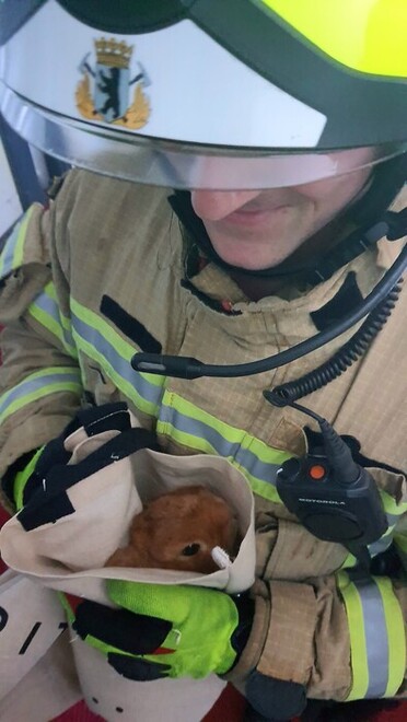 Von der Lehrfeuerwache Wedding gerettetes Zwergkaninchen. 