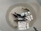 Gerettete Fische aus dem AquaDom