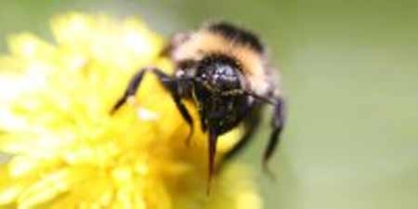 Hummel auf Blüte