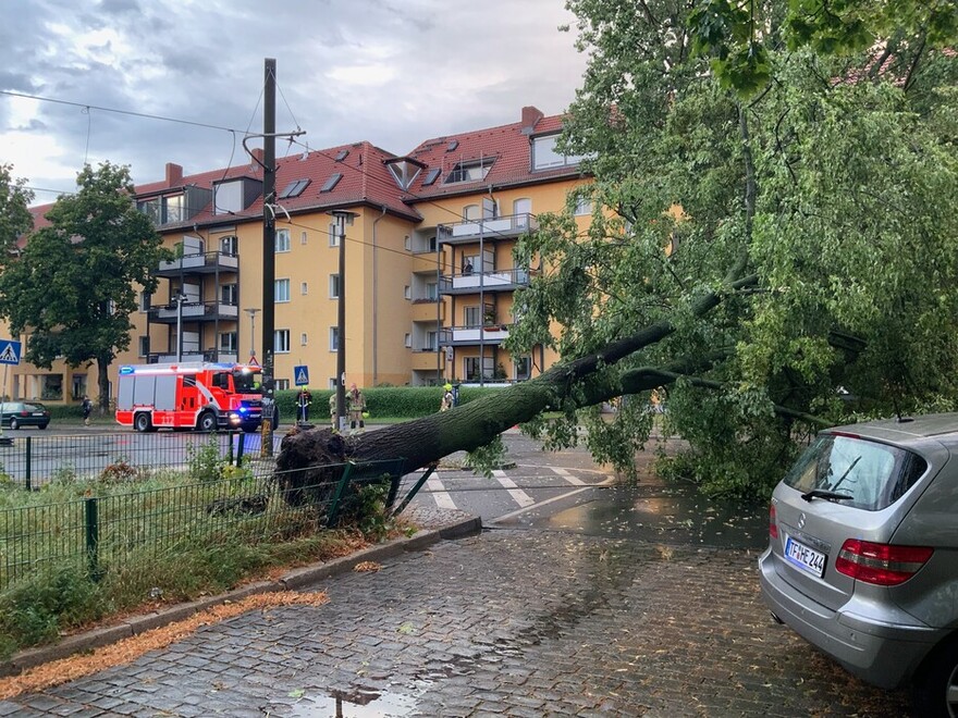 Umgestürzter Baum auf den Fahrdraht einer Tramlinie