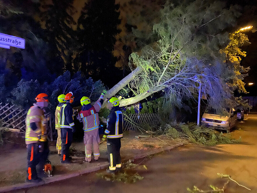 Umgestürzter Baum in Zehlendorf