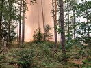 Der Waldbrand begrennzte sich auf den Bodenbereich und ging nicht bis in die Baumkronen.