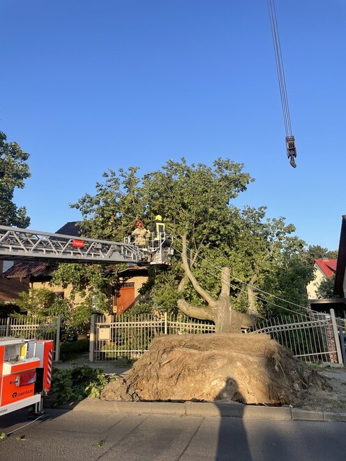 Umgestürzter Baum in der Marzahner Chaussee