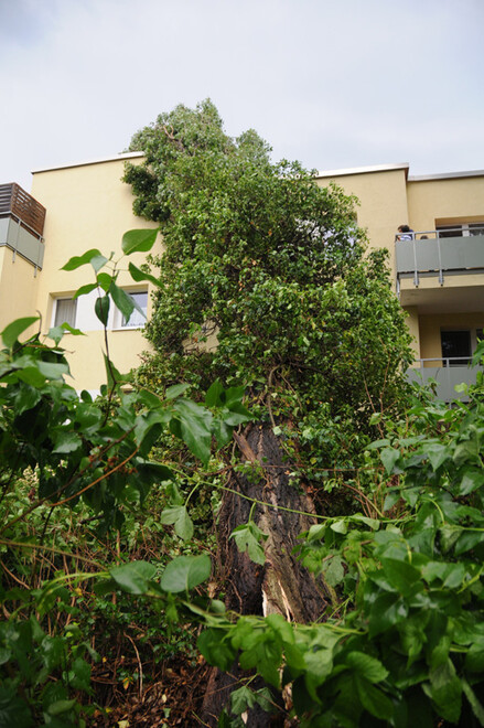 Baum stürzt auf ein Haus