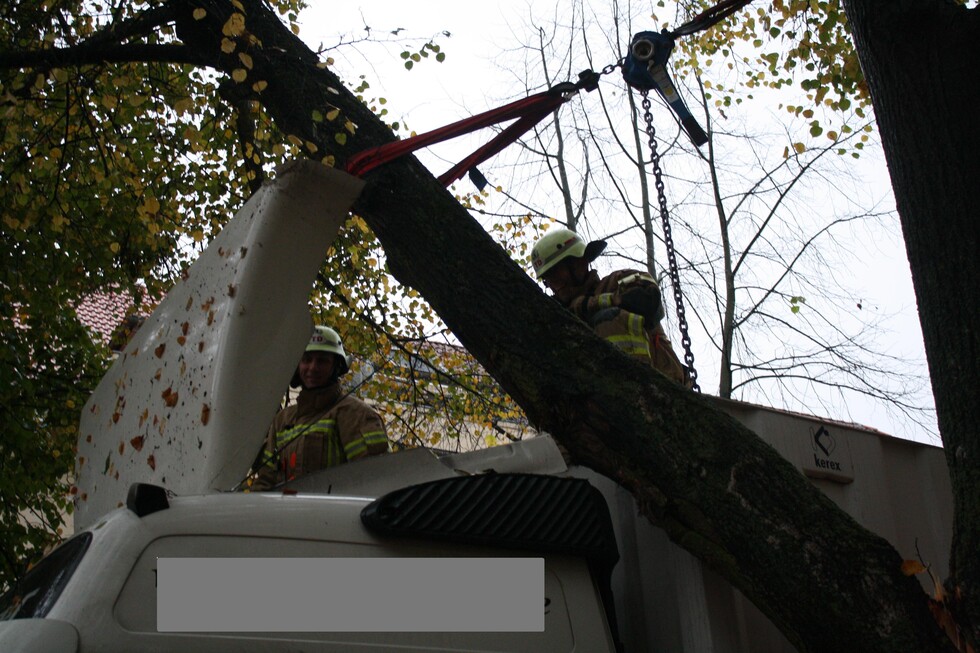 Baum wird gesichert