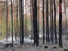 Betroffenes Waldgebiet nach Löscherfolg