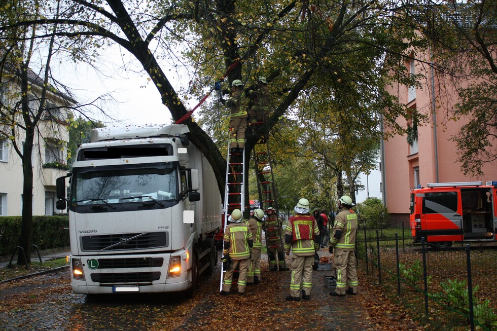 Baum auf Lkw