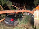 Baum auf Pkw gestürzt in Zehlendorf