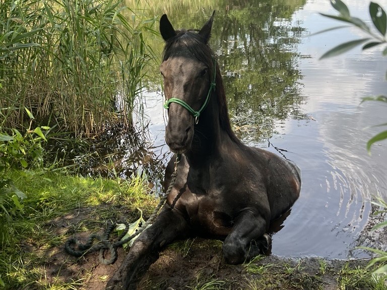Das Pferd steckt an der Wasserkante fest